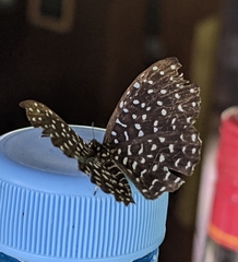Napaea actoris