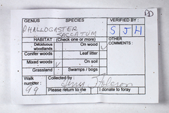 Phallogaster saccatus