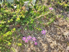 Spergularia purpurea