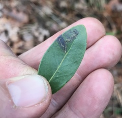 Phytomyza glabricola