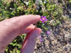 Spergularia purpurea
