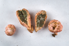 Phallogaster saccatus