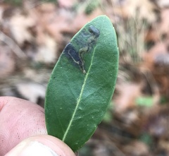 Phytomyza glabricola