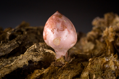 Phallogaster saccatus