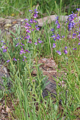 Penstemon watsonii