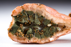 Phallogaster saccatus