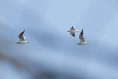 Chroicocephalus ridibundus