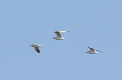 Chroicocephalus ridibundus