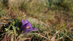 Pulsatilla ambigua