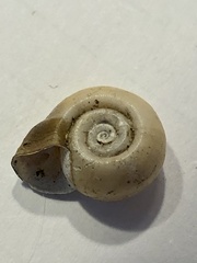 Planorbella campanulata