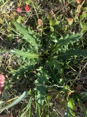 Cirsium quercetorum