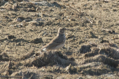 Alaudidae