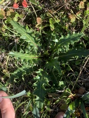 Cirsium quercetorum