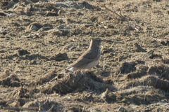 Alaudidae