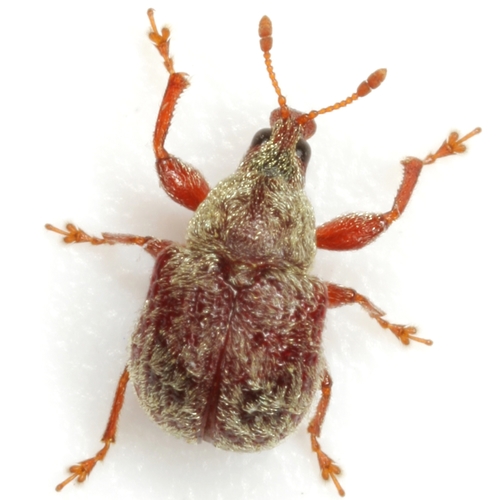 Himatolabus pubescens · iNaturalist