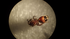 Dasymutilla cirrhomeris