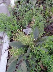 Erigeron canadensis