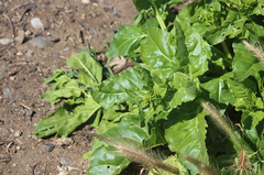 Beta vulgaris cicla