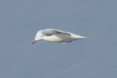 Chroicocephalus ridibundus