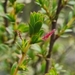 Cliffortia mirabilis - Photo (c) greenintaba,  זכויות יוצרים חלקיות (CC BY-NC)