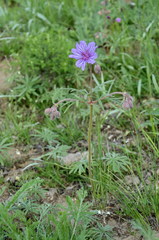 Geranium linearilobum