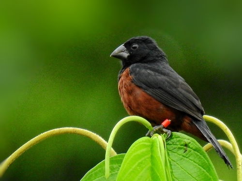 Chestnut-bellied Seed Finch (Sporophila angolensis), photo 10