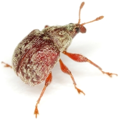 Himatolabus pubescens