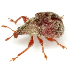 Himatolabus pubescens