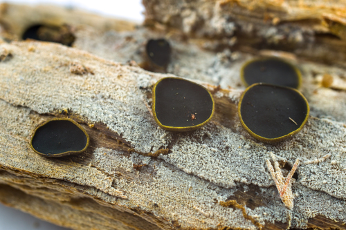 Representative image of Catinella