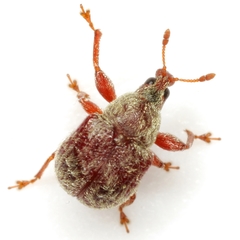 Himatolabus pubescens