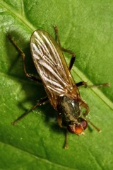 Norellisoma armipes