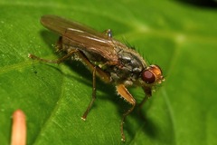 Norellisoma armipes
