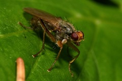 Norellisoma armipes