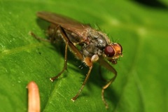 Norellisoma armipes