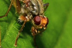 Norellisoma armipes