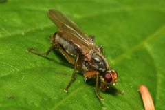 Norellisoma armipes