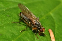 Norellisoma armipes