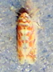 Dikrella maculata