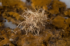 Gibellula leiopus