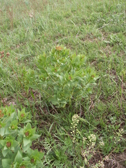 Haplophyllum latifolium
