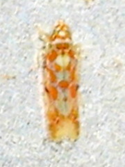 Dikrella maculata