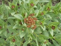 Haplophyllum latifolium