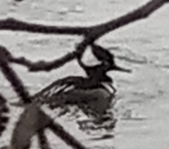 Lophodytes cucullatus