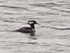 Lophodytes cucullatus