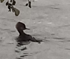 Lophodytes cucullatus