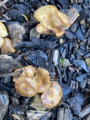 Gymnopilus sapineus