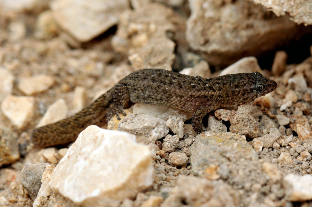 Klauber's Dwarf Gecko