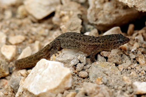 Puerto Rican Upland Sphaero