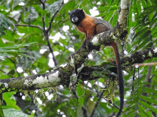 Golden-mantled Saddle-back Tamarin