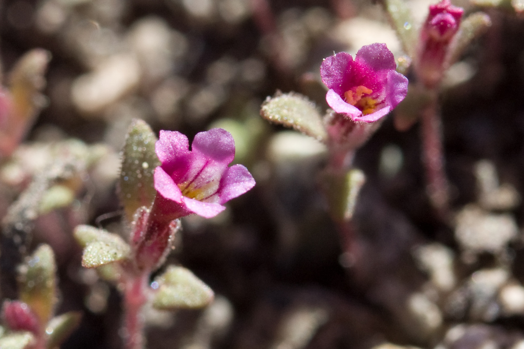 slender monkeyflower